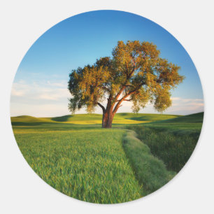 Sticker Rond Un arbre solitaire entouré de collines ondulées de