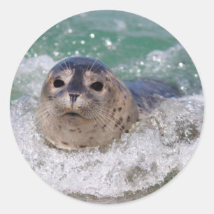 Sticker Rond Un bébé phoque surfant