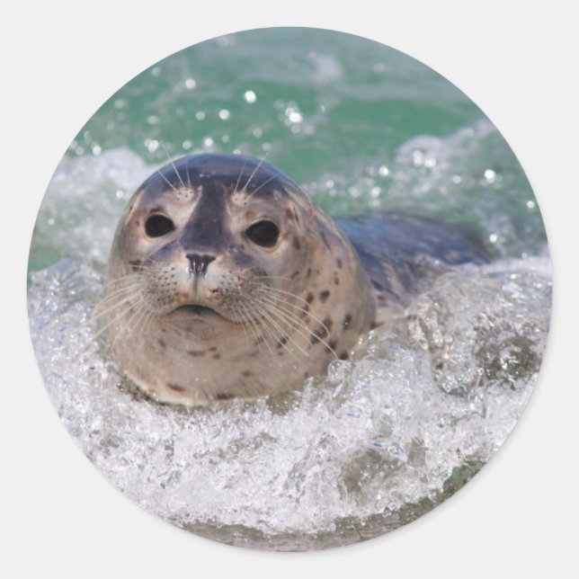 Sticker Rond Un bébé phoque surfant (Devant)
