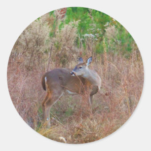 Sticker Rond Un cerf dans l'herbe haute