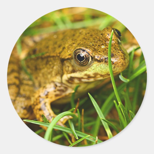 Sticker Rond Un dialogue rapide avec une petite grenouille vert (Devant)