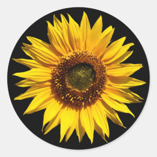 Sticker Rond Un grand tournesol jaune