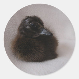 Sticker Rond Un Jour Vieux Canard