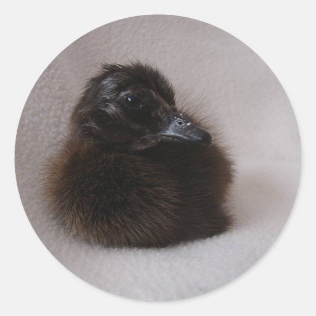 Sticker Rond Un Jour Vieux Canard (Devant)
