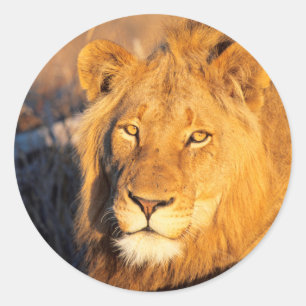 Sticker Rond Un lion à crinière rouge regardant l'appareil phot