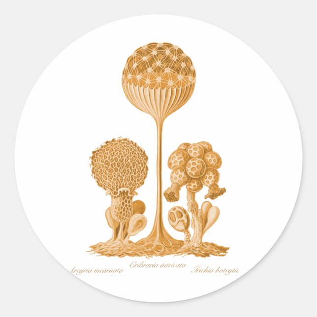 Sticker Rond Un moule mince (Devant)