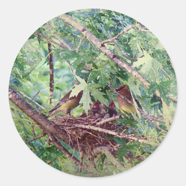 Sticker Rond Un nid complet, des parents et des bébés oiseaux (Devant)
