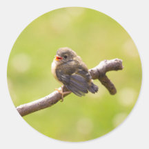 Un oiseau mignon chantant joyeusement en été