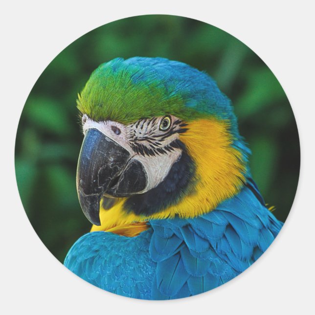 Sticker Rond Un perroquet bleu (Devant)