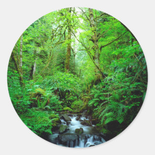 Sticker Rond Un ruisseau dans une forêt ancienne
