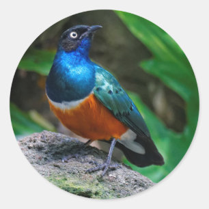 Sticker Rond Un Superbe Songbird Starling Africain