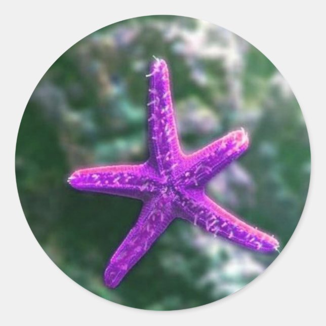 Sticker Rond Une étoile de mer violette (Devant)