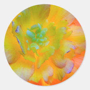 Sticker Rond Une fleur de begonia lumineuse à contre-jour