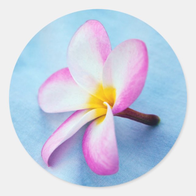 Sticker Rond USA, Hawaii, Oahu, Plumeria fleurs en fleurs 2 (Devant)