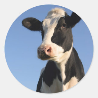 Sticker Rond Vache attentive