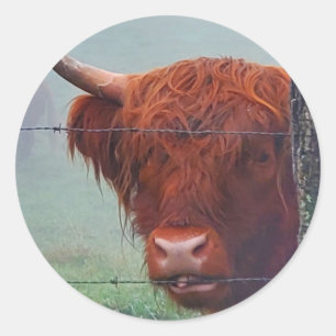 Sticker Rond Vache de Highland mordant une clôture de fil