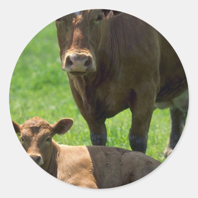 Sticker Rond Vache Et Veau (Devant)