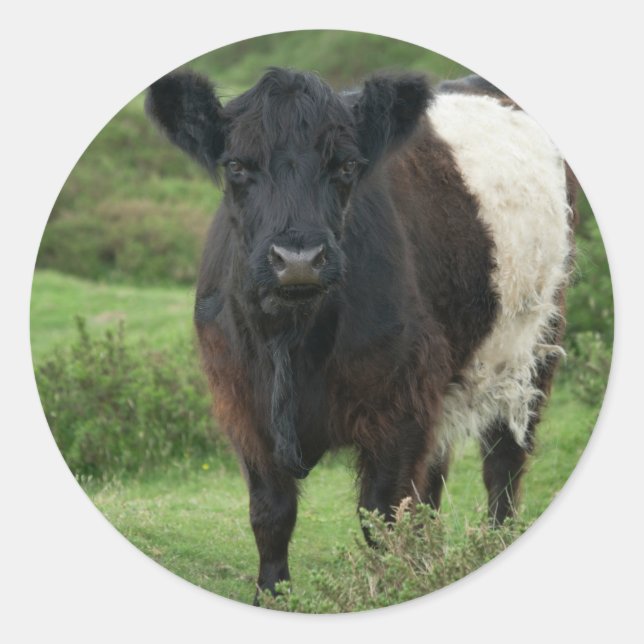 Sticker Rond Vache galloway à ceinture (Devant)