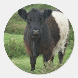 Sticker Rond Vache galloway à ceinture