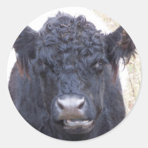 Sticker Rond Vache galloway ceinturée - Emma
