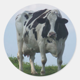 Sticker Rond Vache laitière du Vermont