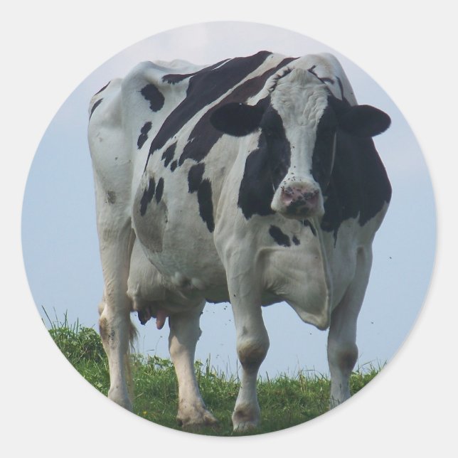 Sticker Rond Vache laitière du Vermont (Devant)