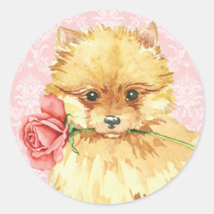 Sticker Rond Valentine Pomeranian rose