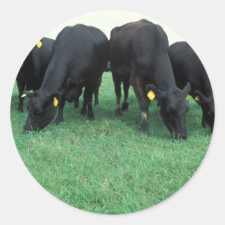 Sticker Rond Vestiaire d'Angus