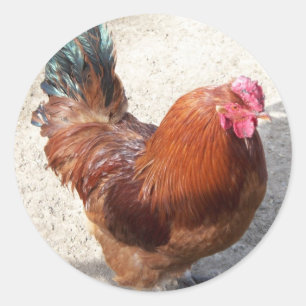 Sticker Rond Vieux coq rouge