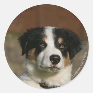 Sticker Rond Vieux Headshot de chiot de border collie de 12