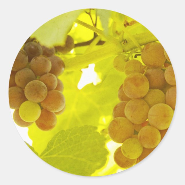 Sticker Rond Vigne de raisins (Devant)