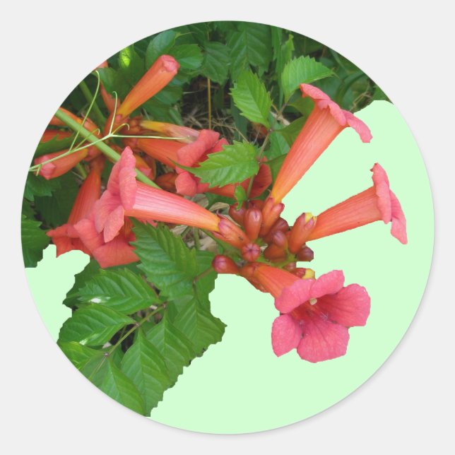 Sticker Rond Vigne rouge de trompette (Devant)