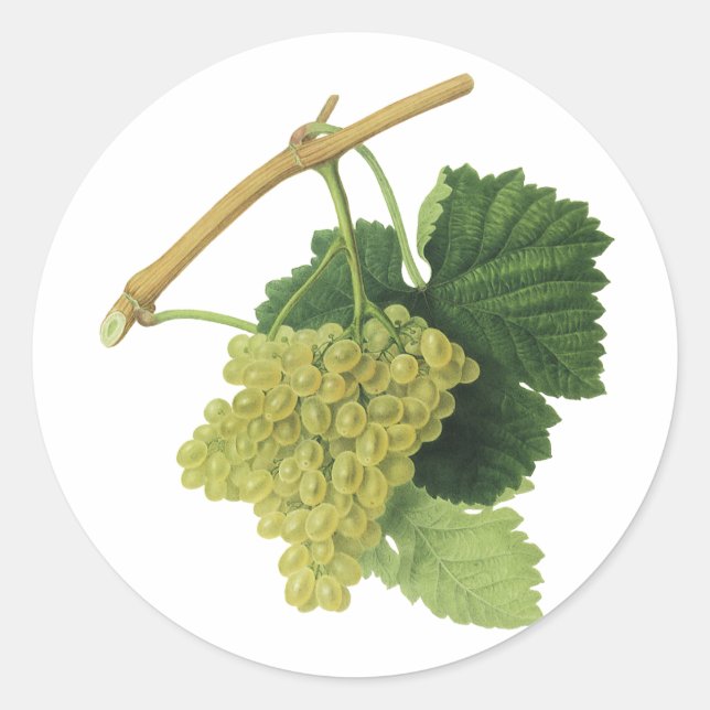 Sticker Rond Vins blancs sur la vigne, fruits alimentaires Vint (Devant)