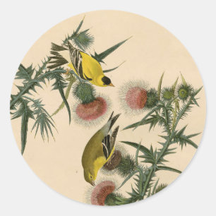 Sticker Rond Vintage Audubon American Goldfinch Peinture d'oise