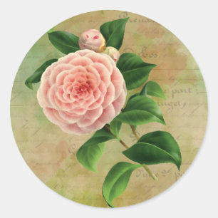 Sticker Rond Vintage Camellia Botanique