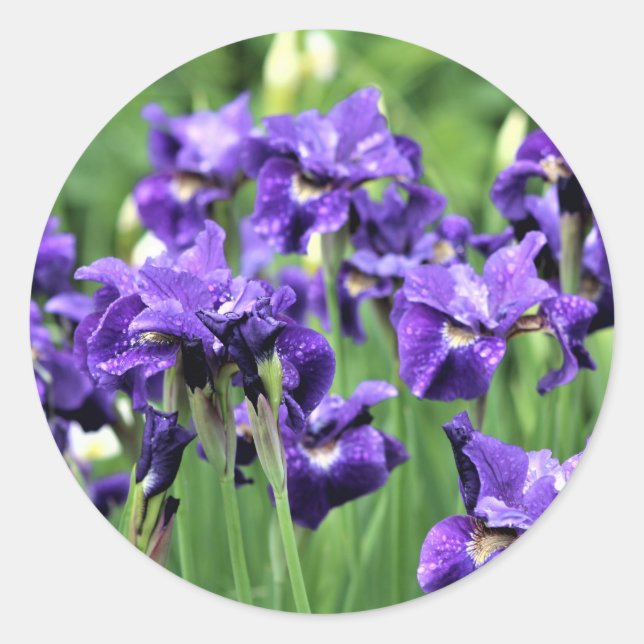 Sticker Rond Violet Bleu Sibérien Iris, Frère de César (Devant)