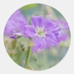 Sticker Rond Violet Geranium Fleur sauvage Dreamy Nature Photo