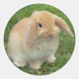 STICKER ROND VISAGE BUNNY