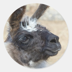 Sticker Rond Visage de fourrure
