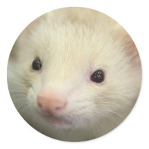 Visage de furet