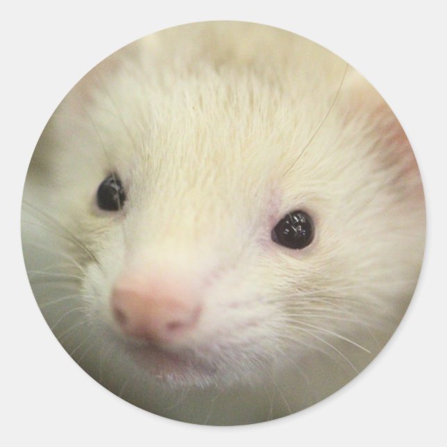Sticker Rond Visage de furet (Devant)