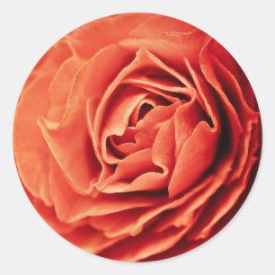 Sticker Rond vivant rose