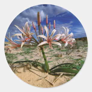 Sticker Rond Vlei Lily (Nerine Laticoma) en fleurs
