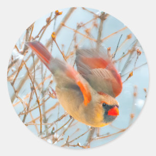 Sticker Rond Vol Cardinal Nord - Photo originale