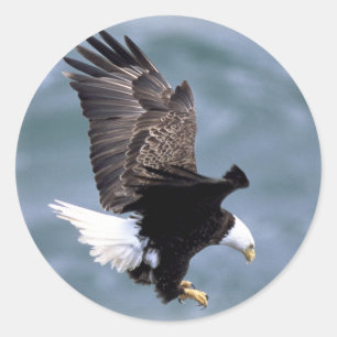 Sticker Rond Vol d'Eagle