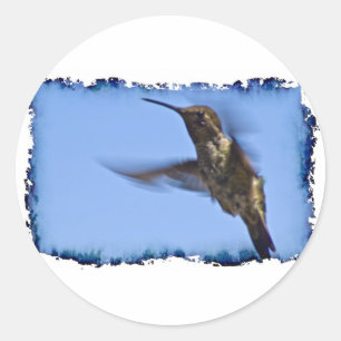 Sticker Rond Vol du colibri