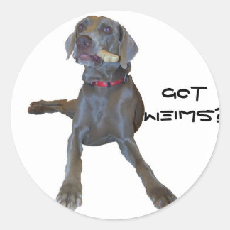 Sticker Rond Vous avez Weims ? Pin Weimaraner