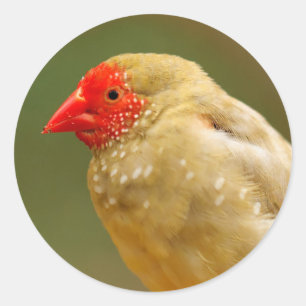 Sticker Rond Vous êtes une étoile ! Finch