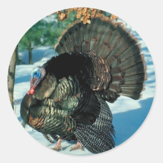 Sticker Rond Vrai Turquie Photo Neige hiver