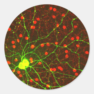 Sticker Rond Vue rapprochée de la cellule rétinienne Ganglion
